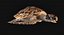 Hawksbill Sea Turtle