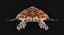 Hawksbill Sea Turtle