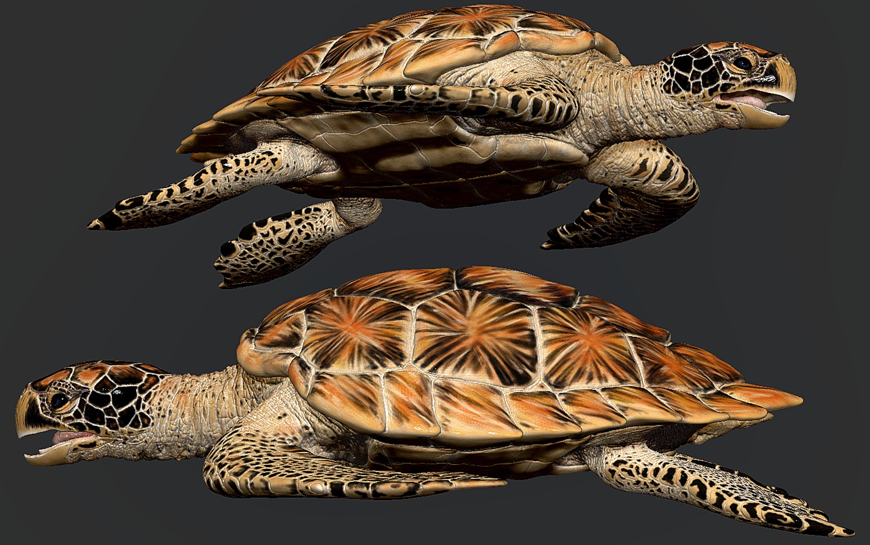 Hawksbill Sea Turtle 3D model https://p.turbosquid.com/ts-thumb/LW/UsNmxo/xA/18/png/1651795308/1920x1080/fit_q87/30c2fa023c897adf84b7efad1f16a087b66a761e/18.jpg