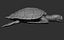 Hawksbill Sea Turtle