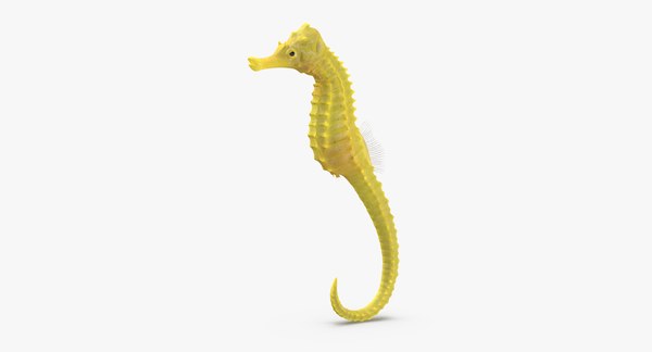 3D seahorse stemcell - TurboSquid 1182467