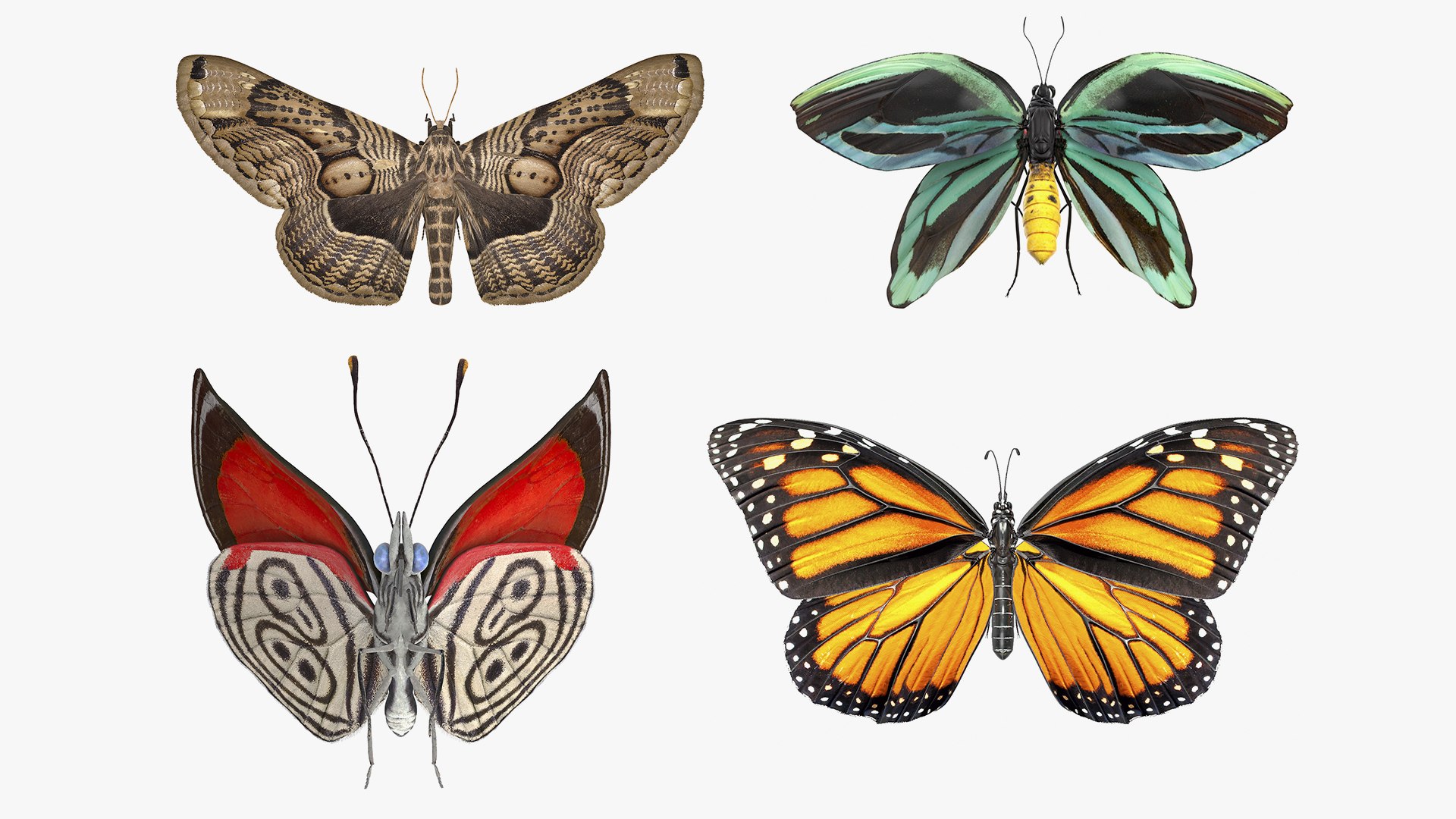 Animated Butterflies Rigged Collection for Maya 3D model preview