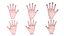 Hand 3D Base Mesh Low-poly