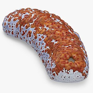 Sea Cucumber Curved Pose Red
