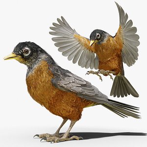 American Robin - BLENDER