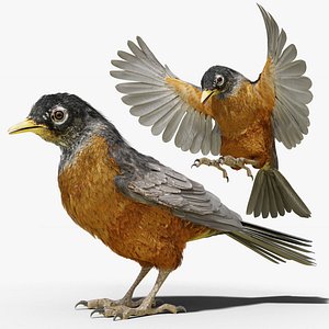 American Robin - BLENDER