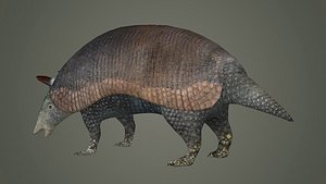 armadillo animal mammal critter wild zoo dasypus 3D model