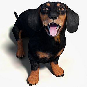 Rigged Black Dachshund Dog 3D Model 3D model