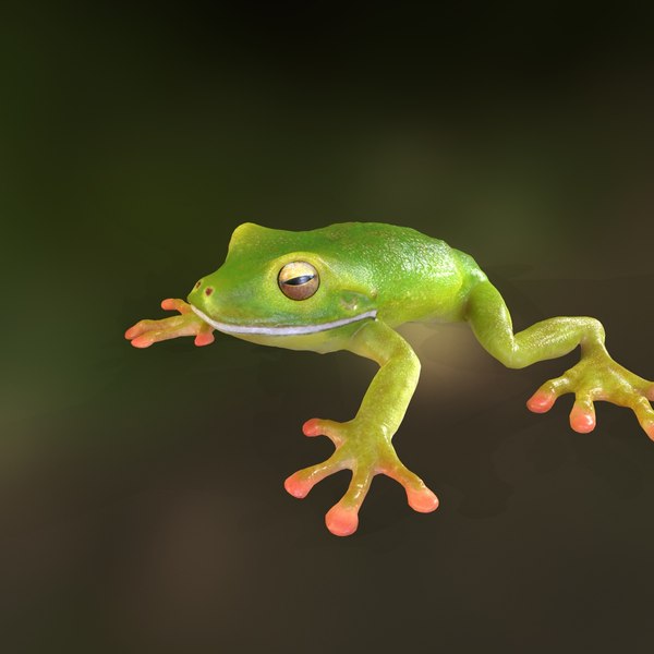 modelo 3d Rana - TurboSquid 1321142