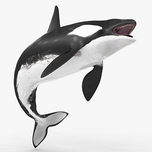 3D killer whale kill model