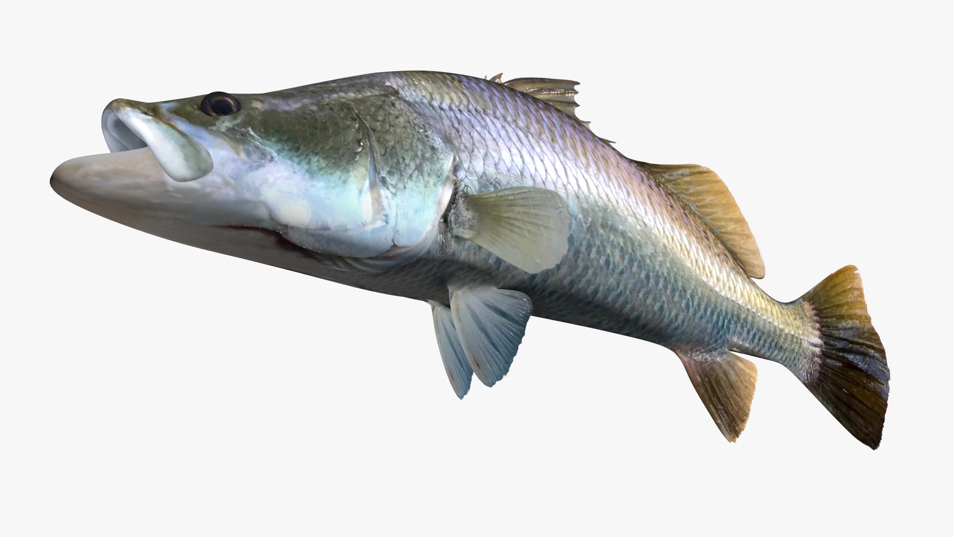 Barramundi Fish Rigged 3D - TurboSquid 1501012