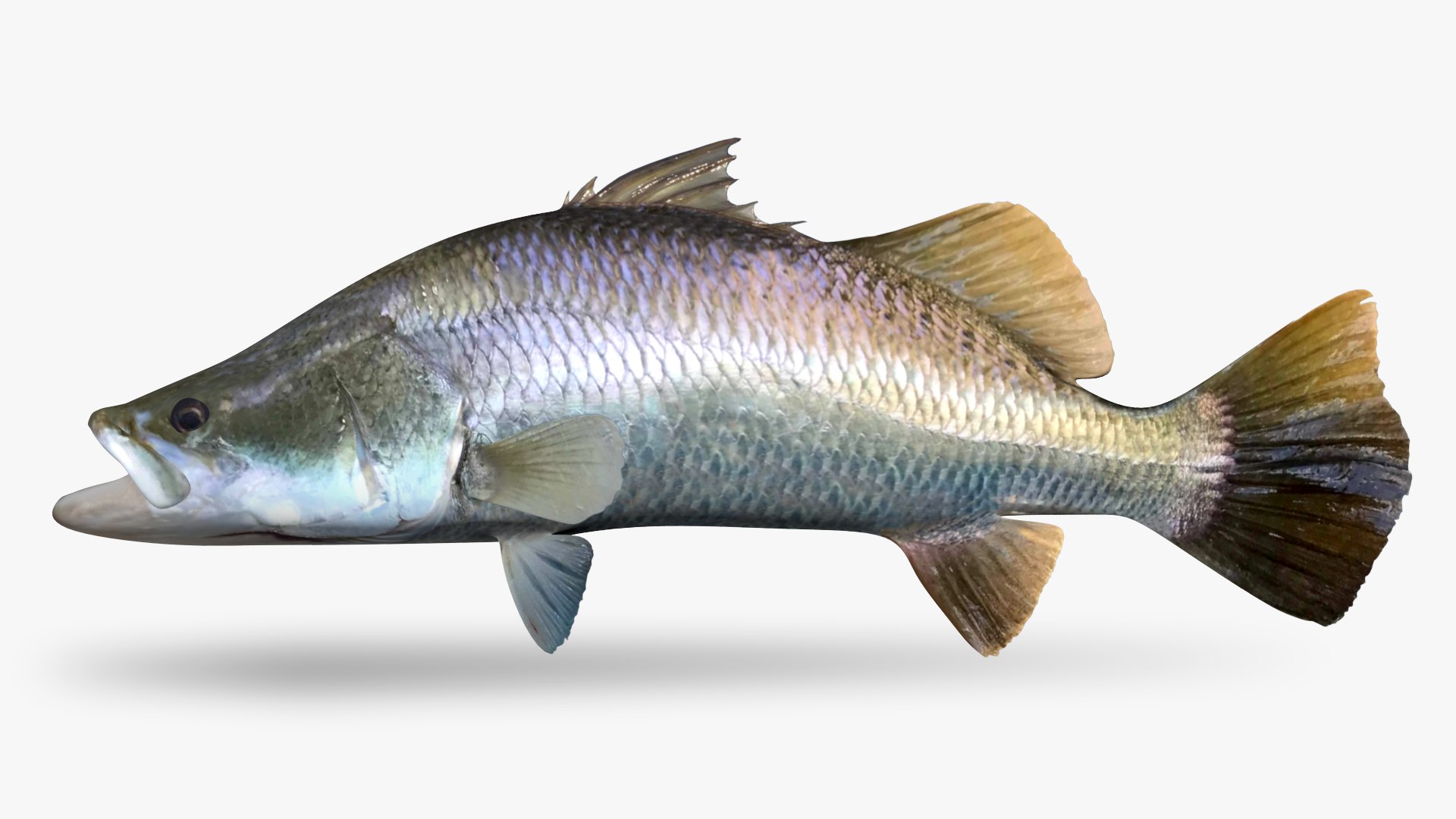 Sea Bass Large | Ceramic Marine Art from Sicily – The Shoal