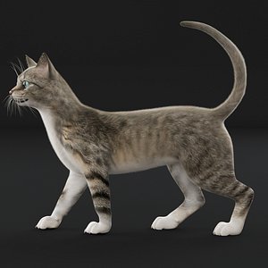 hair fur cat 3D model