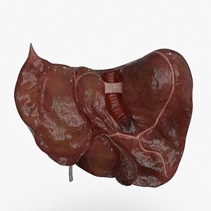gall bladder liver 3D model