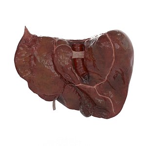 gall bladder liver 3D model