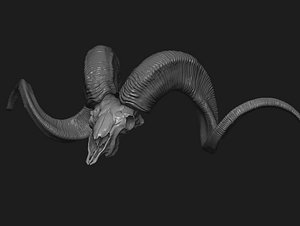 Marco Polo Sheep Skull & Horns