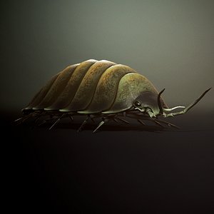 3D Woodlouse insect1 model