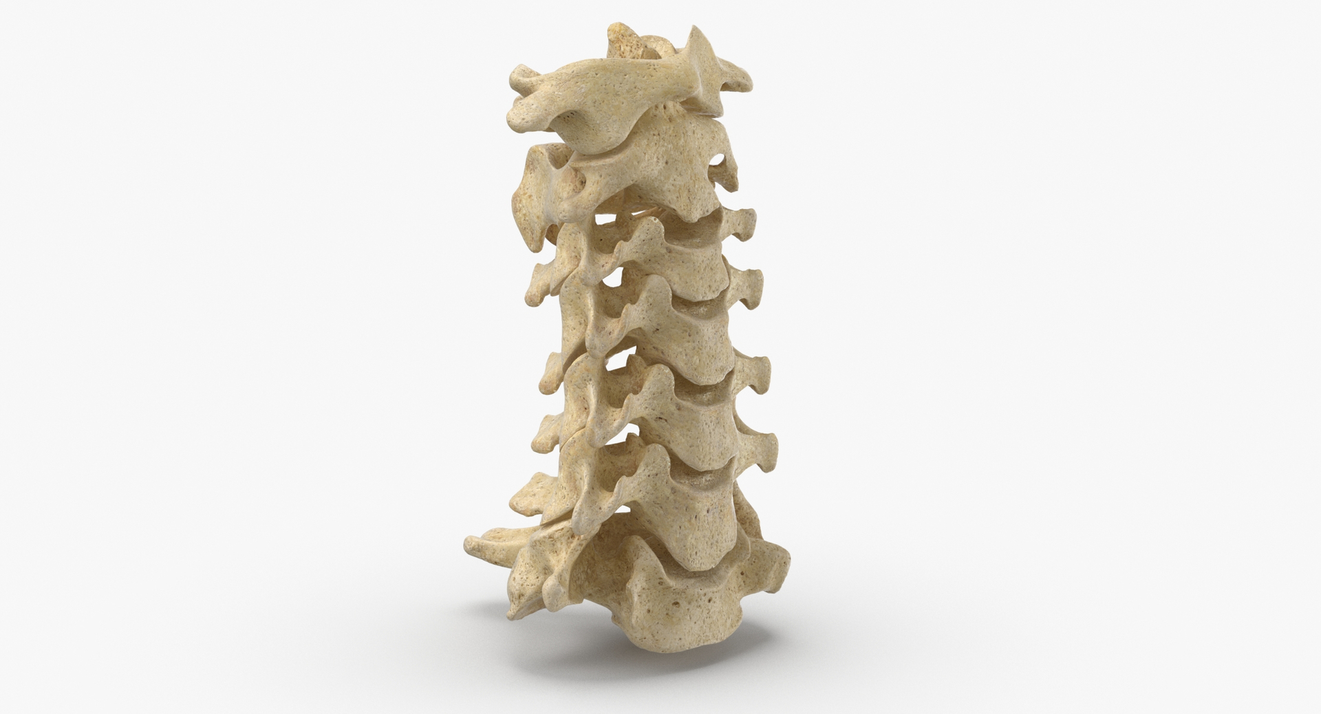 3D Real Human Neck Cervical Model - TurboSquid 1636738