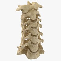 Real Human Neck Cervical Vertebrae C1 to C7 Bones 01