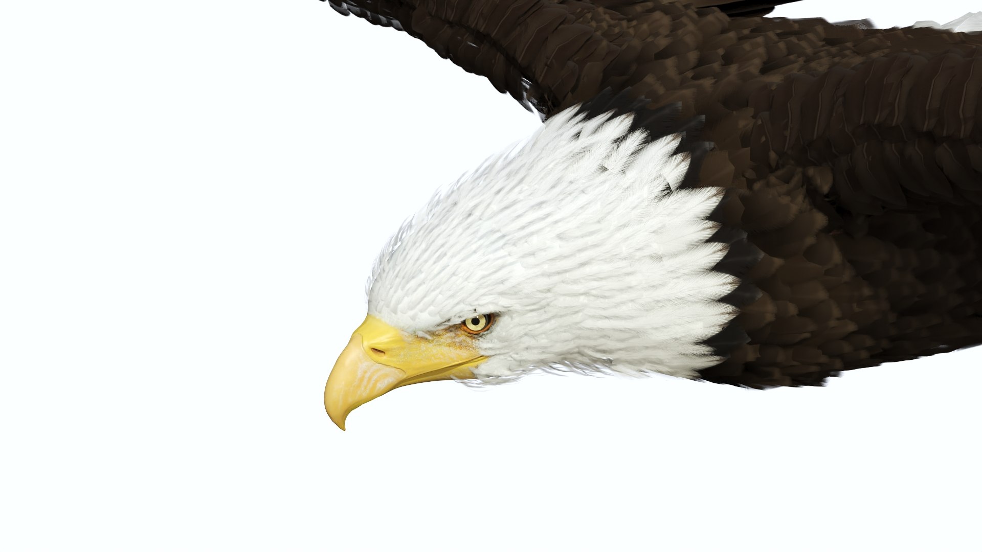 3D Realistic Bald Eagle in Flight https://p.turbosquid.com/ts-thumb/LX/feKkzw/2q/realisticbaldeagleinflightvray3dmodel009/jpg/1723638271/1920x1080/fit_q87/e62b58966e432a739f890321e6ded25bc7bb58c2/realisticbaldeagleinflightvray3dmodel009.jpg
