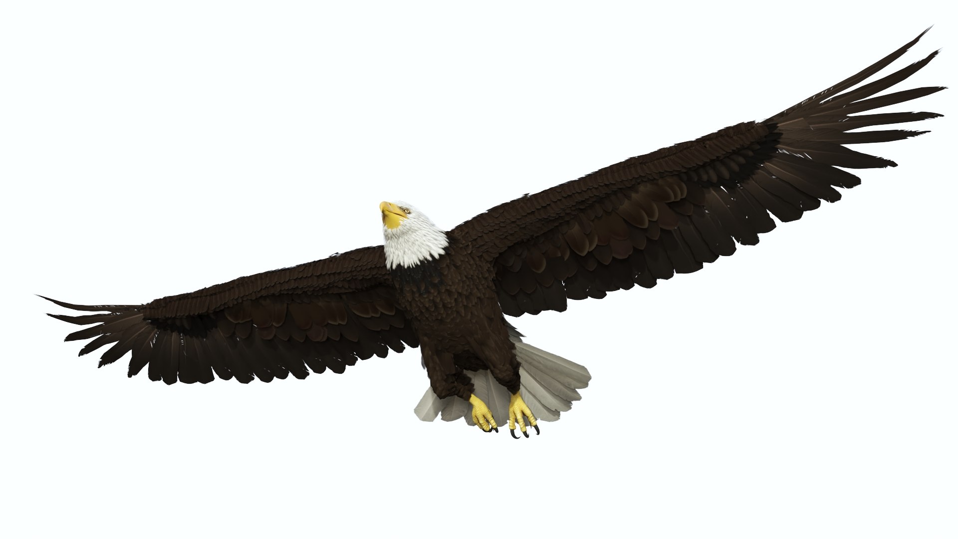 3D Realistic Bald Eagle in Flight https://p.turbosquid.com/ts-thumb/LX/feKkzw/FS/realisticbaldeagleinflightvray3dmodel016/jpg/1723638304/1920x1080/fit_q87/e5563b4b122baf10b4d82848d7c263e0a5ad55e4/realisticbaldeagleinflightvray3dmodel016.jpg