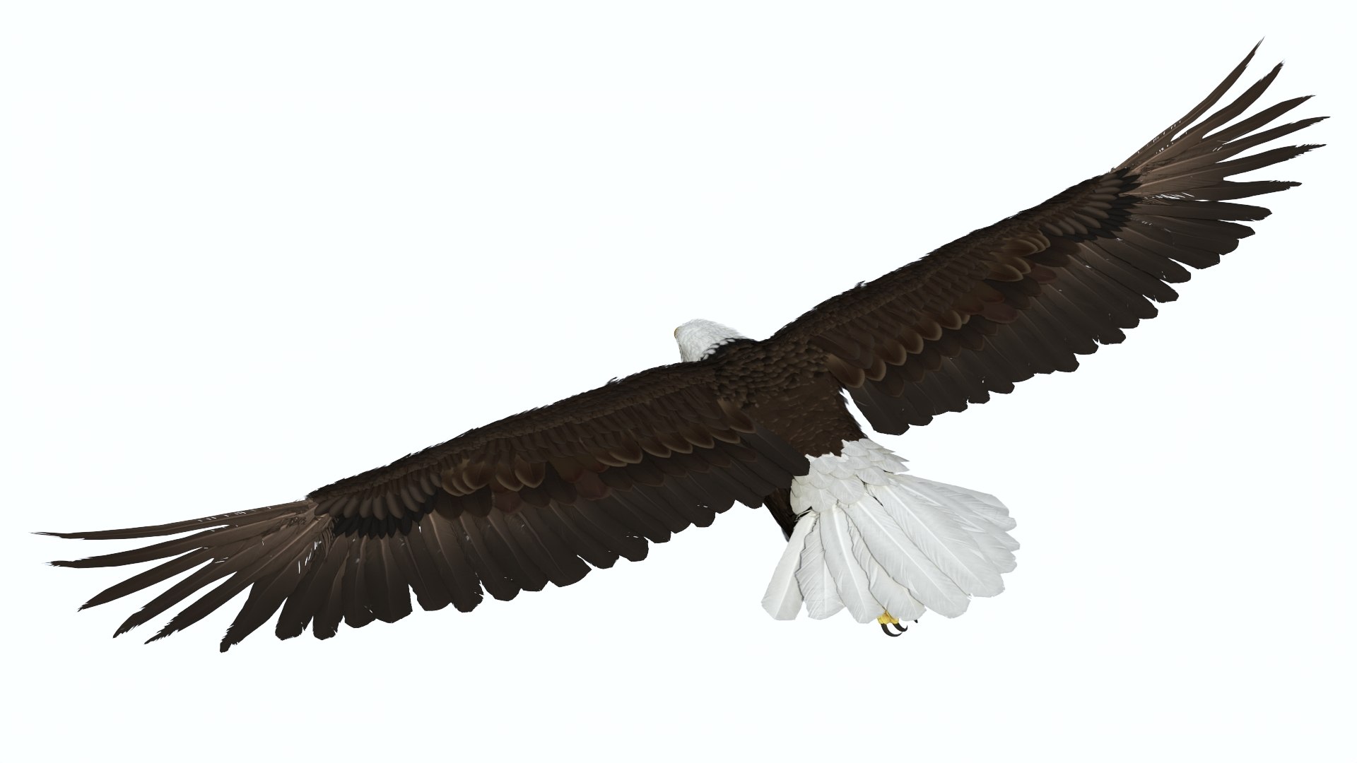3D Realistic Bald Eagle in Flight https://p.turbosquid.com/ts-thumb/LX/feKkzw/Gl/realisticbaldeagleinflightvray3dmodel008/jpg/1723638266/1920x1080/fit_q87/2f611e9e398cf7d1075578e3715e958cd0ccae9a/realisticbaldeagleinflightvray3dmodel008.jpg
