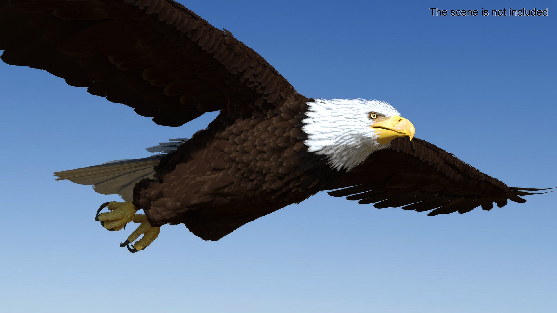 3D Realistic Bald Eagle in Flight https://p.turbosquid.com/ts-thumb/LX/feKkzw/TK/realisticbaldeagleinflightvray3dmodel002/jpg/1723638232/1920x1080/fit_q87/af1374d20189d44abf3d6bd89802c7ce4a264bdc/realisticbaldeagleinflightvray3dmodel002.jpg