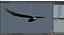 Águila calva realista en vuelo