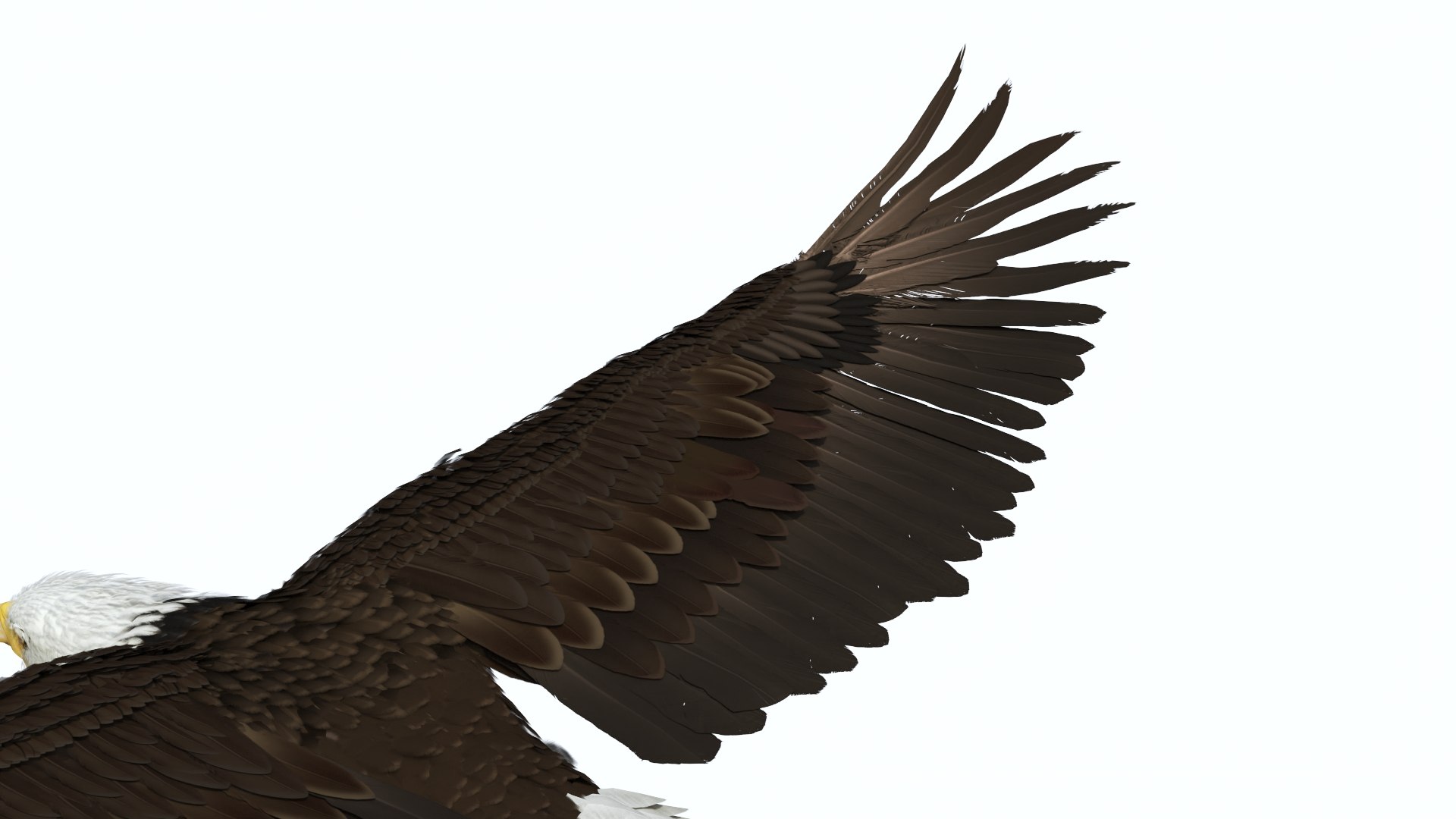 3D Realistic Bald Eagle in Flight https://p.turbosquid.com/ts-thumb/LX/feKkzw/e3/realisticbaldeagleinflightvray3dmodel013/jpg/1723638290/1920x1080/fit_q87/74e18b4706df65bc95f2731d9b0b35f04d71bcdd/realisticbaldeagleinflightvray3dmodel013.jpg