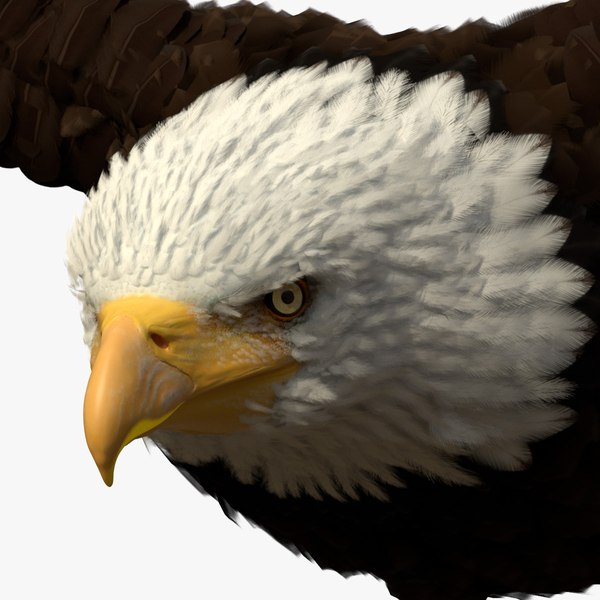 3D Realistic Bald Eagle in Flight