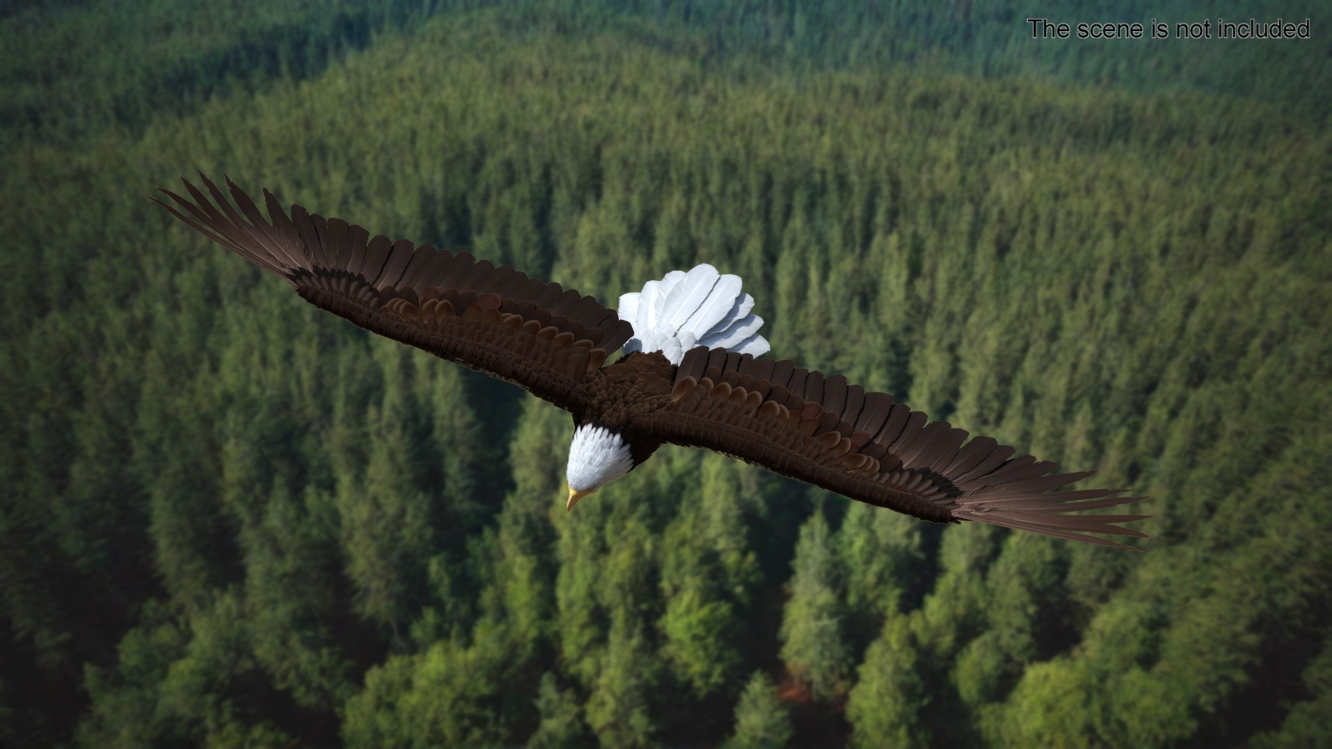 3D Realistic Bald Eagle in Flight https://p.turbosquid.com/ts-thumb/LX/feKkzw/mk/realisticbaldeagleinflightvray3dmodel004/jpg/1723638248/1920x1080/fit_q87/67ae4ff8d44a0cac11a498d10b894240e7252cef/realisticbaldeagleinflightvray3dmodel004.jpg