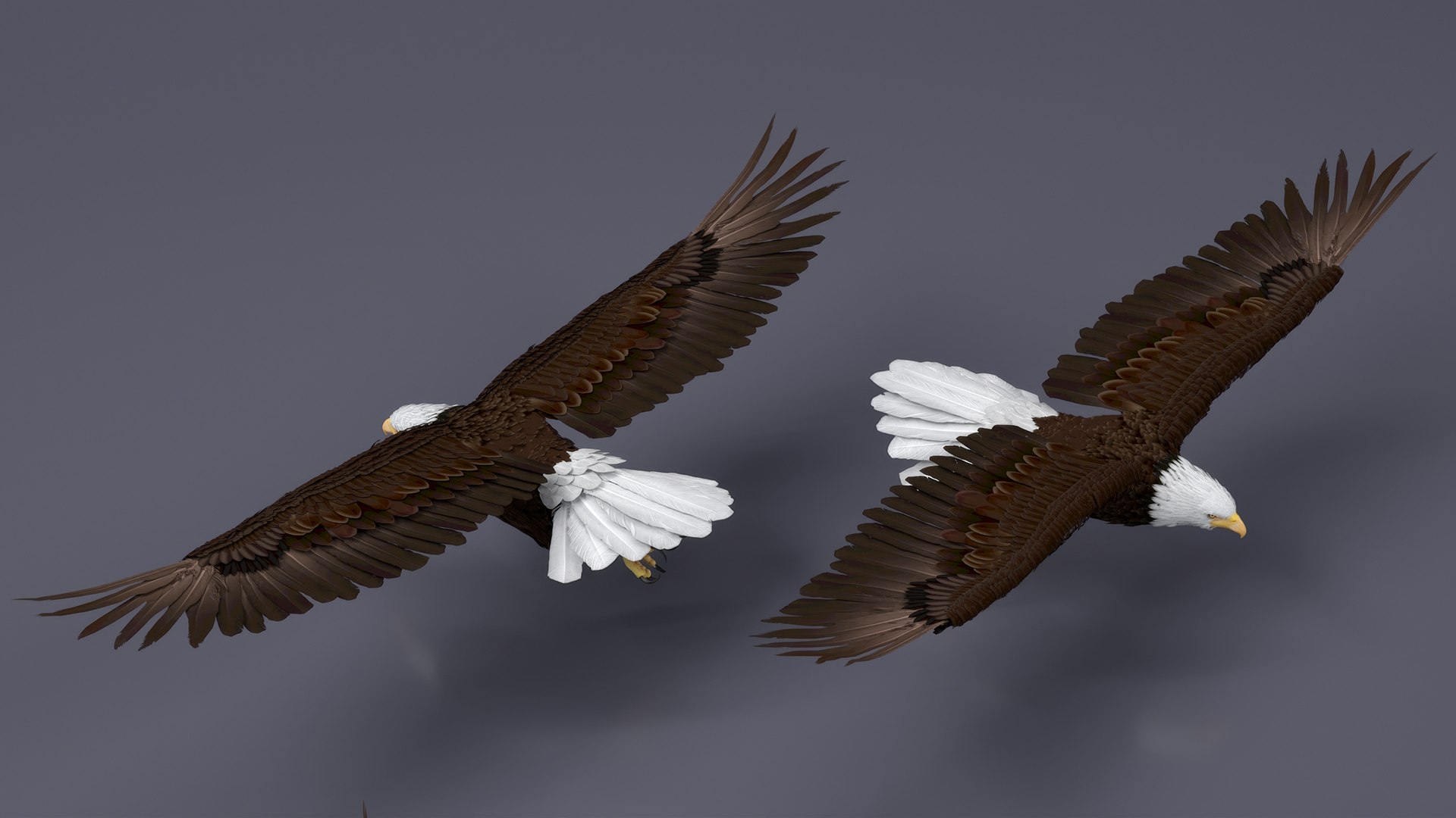3D Realistic Bald Eagle in Flight https://p.turbosquid.com/ts-thumb/LX/feKkzw/v3/realisticbaldeagleinflightvray3dmodel006/jpg/1723638258/1920x1080/fit_q87/7811b36843ef2f26b127163e4409dde03c48193f/realisticbaldeagleinflightvray3dmodel006.jpg