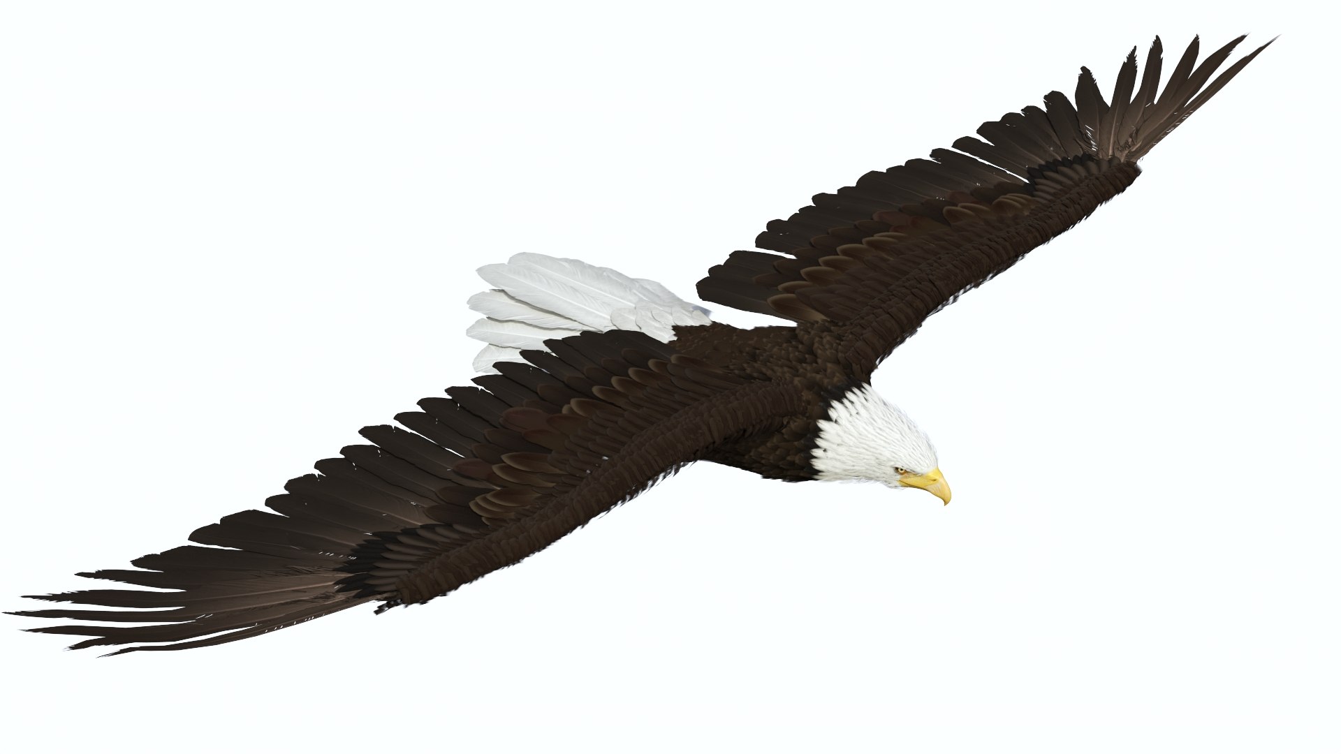 3D Realistic Bald Eagle in Flight https://p.turbosquid.com/ts-thumb/LX/feKkzw/zV/realisticbaldeagleinflightvray3dmodel007/jpg/1723638262/1920x1080/fit_q87/334572e1a93f0fb778d003ab61506a1a9fc452d6/realisticbaldeagleinflightvray3dmodel007.jpg