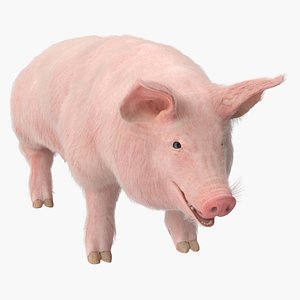 Pig Sow Landrace Rigged with Fur 3D Model