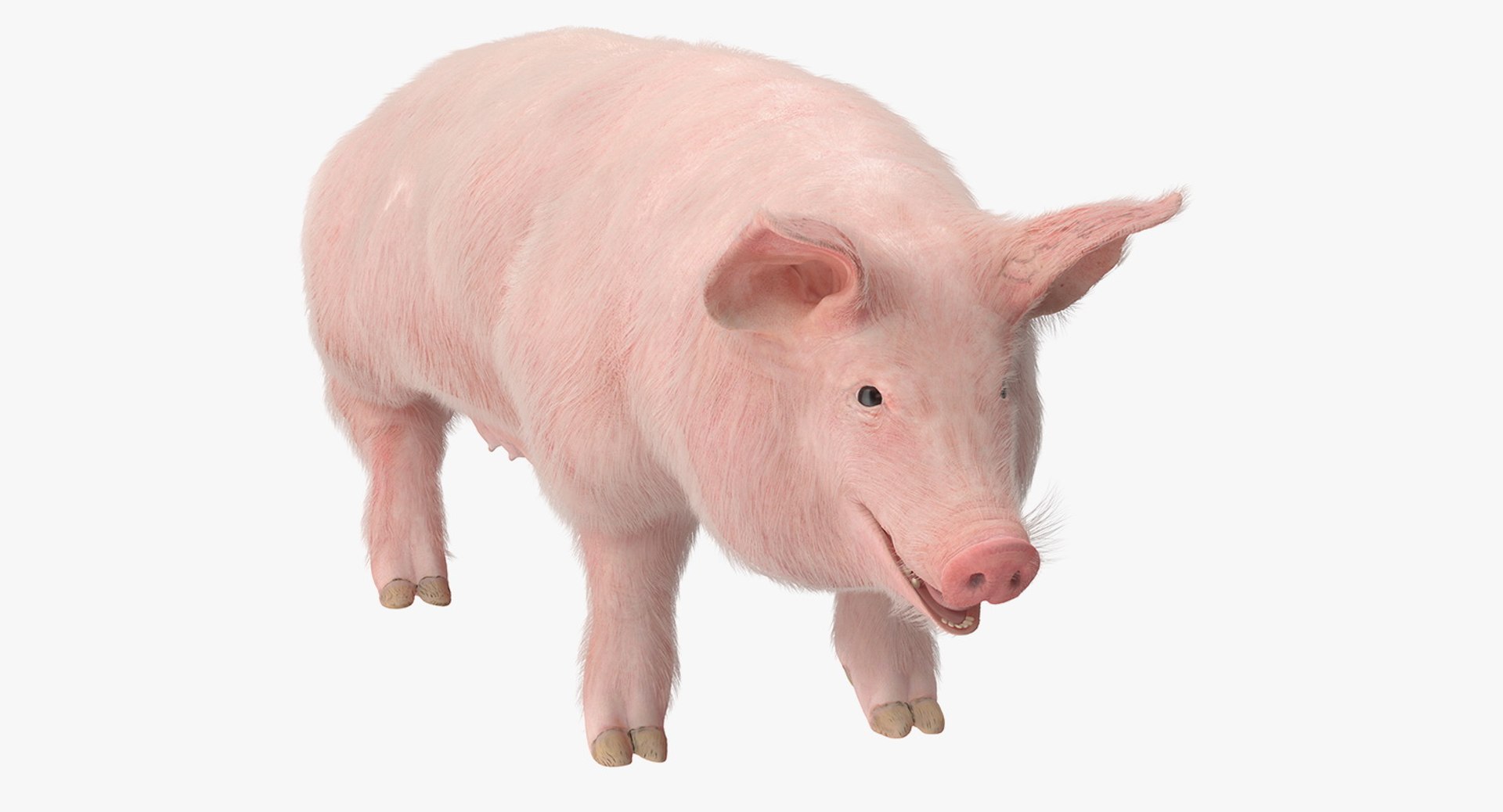 Pig Sow Landrace Rigged with Fur 3D Model 3D model preview