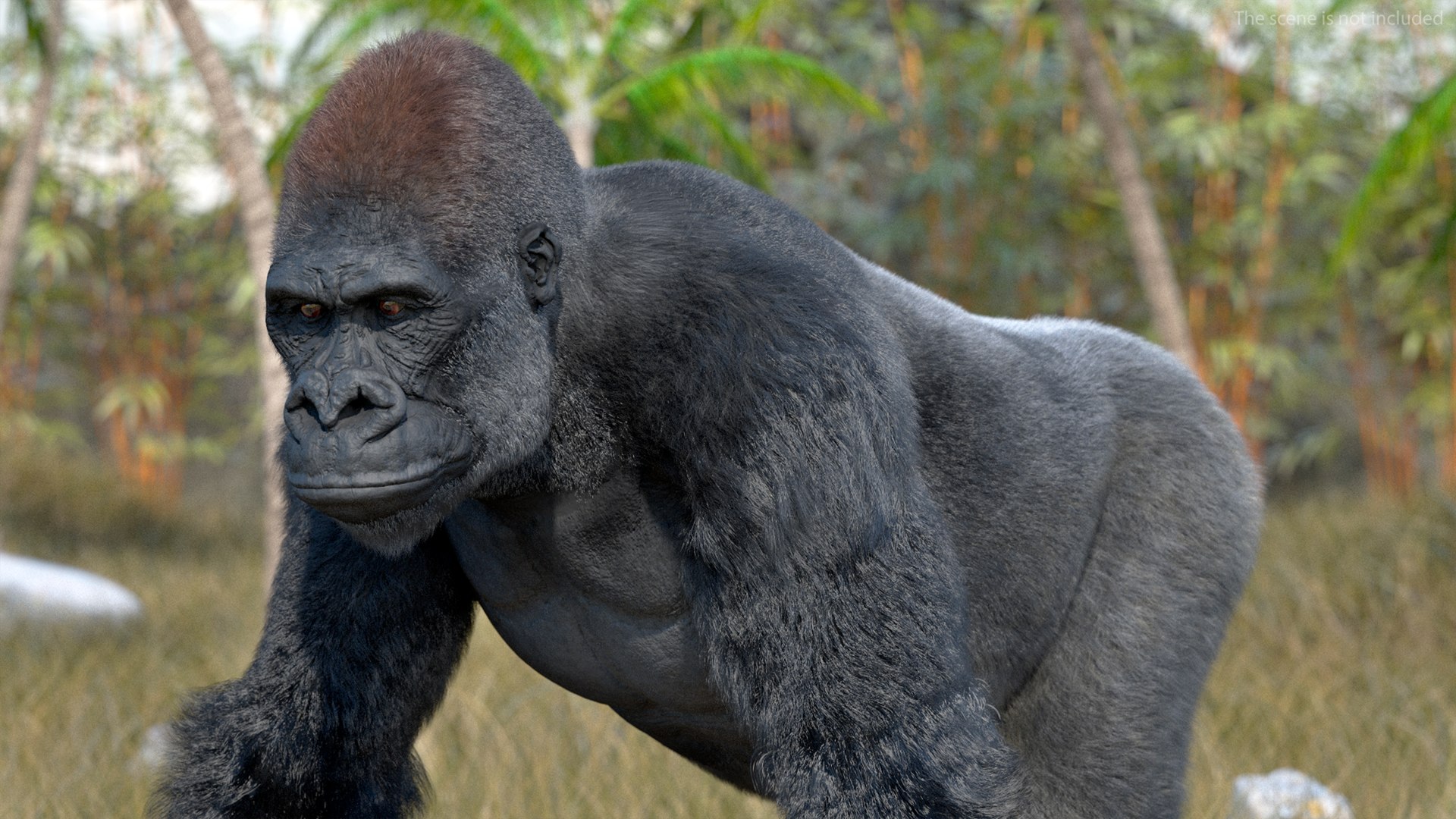 3D Gorilla Western Lowland Walking Pose Fur https://p.turbosquid.com/ts-thumb/LX/rI4Cn9/0s/gorillawesternlowlandwalkingposefurmb3dmodel008/jpg/1708654024/1920x1080/fit_q87/a8591bb8f598ff7a652f65101275b9aa7f6f330f/gorillawesternlowlandwalkingposefurmb3dmodel008.jpg