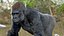 Gorilla Western Lowland Walking Pose Fell
