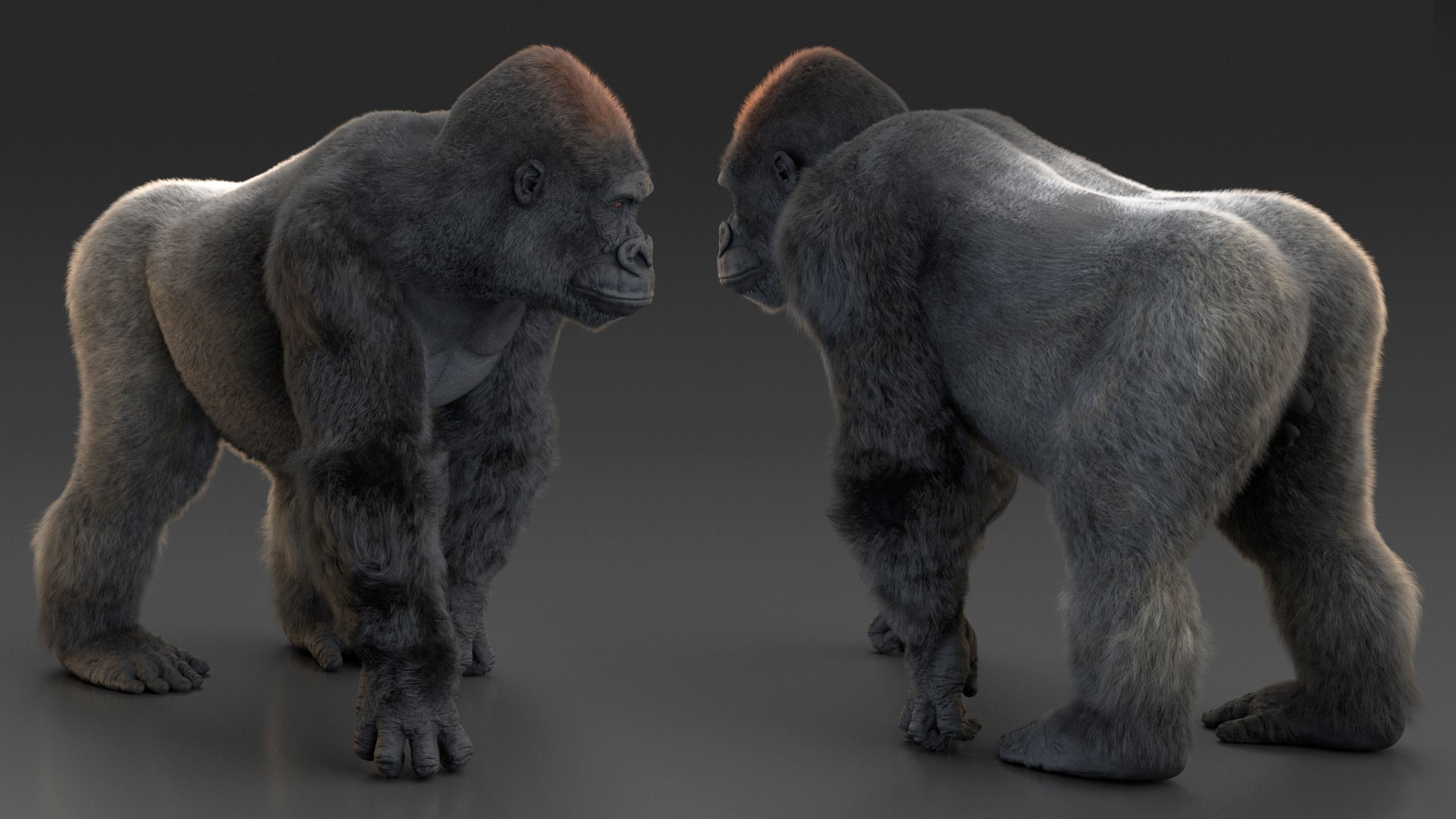 3D Gorilla Western Lowland Walking Pose Fur https://p.turbosquid.com/ts-thumb/LX/rI4Cn9/29/gorillawesternlowlandwalkingposefurmb3dmodel009/jpg/1708654029/1920x1080/fit_q87/880c417bb4bb89f7a7d70569534d2569bcbc9ca7/gorillawesternlowlandwalkingposefurmb3dmodel009.jpg