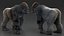 Gorilla Western Lowland Walking Pose Fell