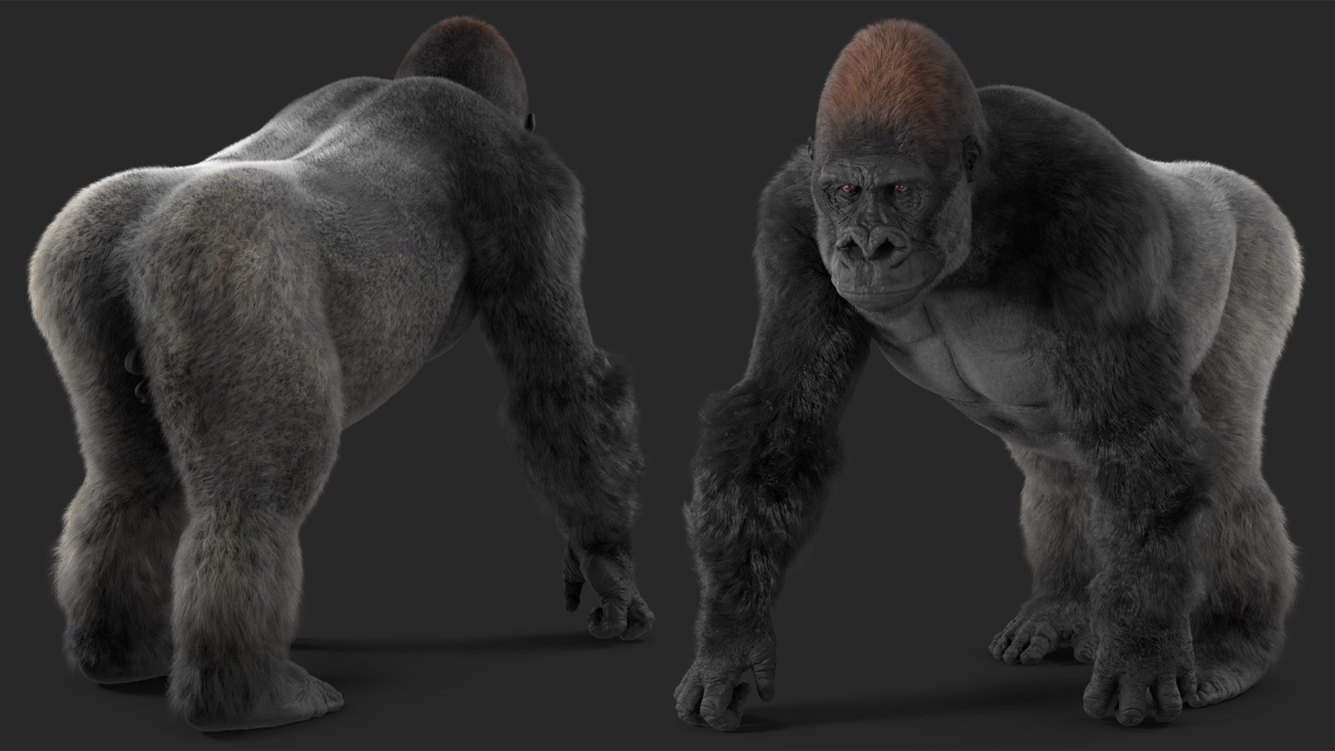 3D Gorilla Western Lowland Walking Pose Fur https://p.turbosquid.com/ts-thumb/LX/rI4Cn9/2f/gorillawesternlowlandwalkingposefurmb3dmodel010/jpg/1708654033/1920x1080/fit_q87/7f3ed85564798ea0da9add2b1a48c8f85ce2af55/gorillawesternlowlandwalkingposefurmb3dmodel010.jpg