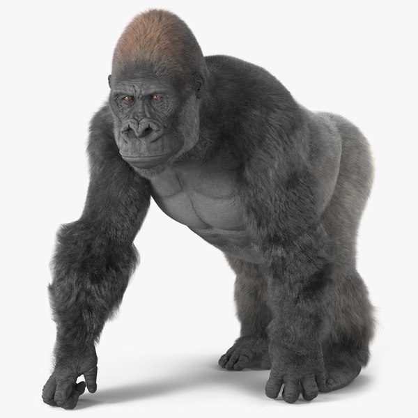 3D Gorilla Western Lowland Walking Pose Fur