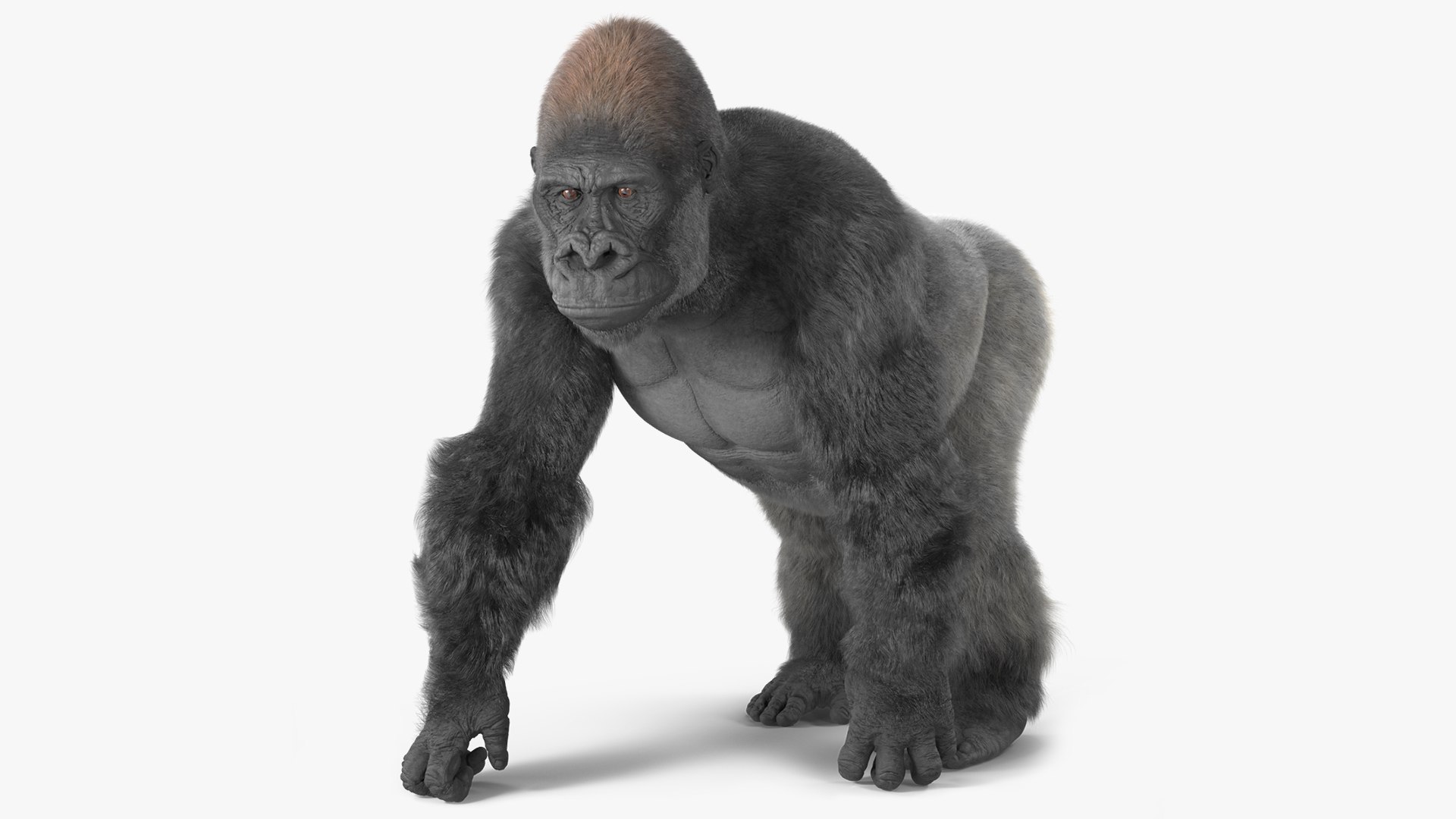 Gorilla Western Lowland Walking Pose Fur 3D model preview