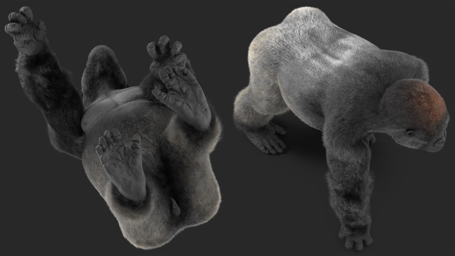 3D Gorilla Western Lowland Walking Pose Fur https://p.turbosquid.com/ts-thumb/LX/rI4Cn9/4X/gorillawesternlowlandwalkingposefurmb3dmodel011/jpg/1708654037/1920x1080/fit_q87/1a843536f25a89f06169163ff66566bb9e1a8c2d/gorillawesternlowlandwalkingposefurmb3dmodel011.jpg