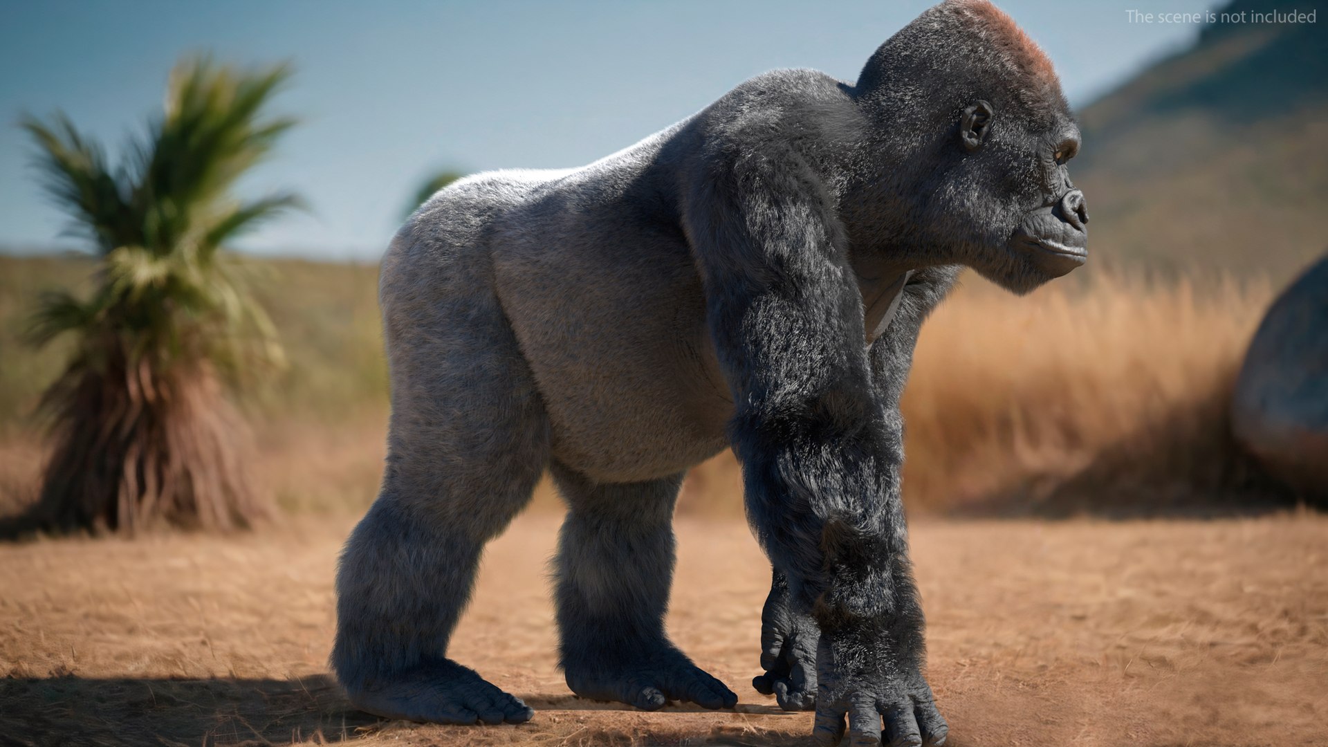 3D Gorilla Western Lowland Walking Pose Fur https://p.turbosquid.com/ts-thumb/LX/rI4Cn9/Au/gorillawesternlowlandwalkingposefurmb3dmodel003/jpg/1708653994/1920x1080/fit_q87/9c6244299a4cae2fc2c2ac0c50e79bdcf89e8133/gorillawesternlowlandwalkingposefurmb3dmodel003.jpg