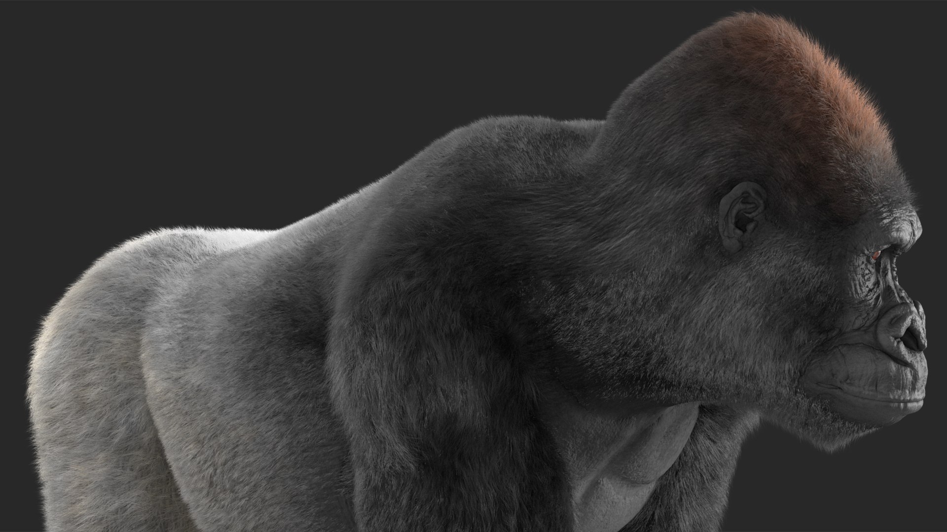 3D Gorilla Western Lowland Walking Pose Fur https://p.turbosquid.com/ts-thumb/LX/rI4Cn9/ar/gorillawesternlowlandwalkingposefurmb3dmodel015/jpg/1708654057/1920x1080/fit_q87/2b78ee4e9b3a6a7768c5e469f5ac387966baf912/gorillawesternlowlandwalkingposefurmb3dmodel015.jpg