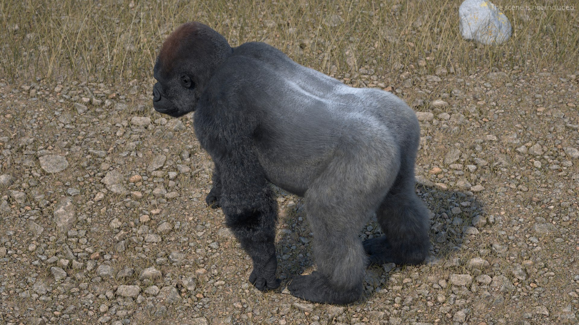 3D Gorilla Western Lowland Walking Pose Fur https://p.turbosquid.com/ts-thumb/LX/rI4Cn9/hs/gorillawesternlowlandwalkingposefurmb3dmodel007/jpg/1708654017/1920x1080/fit_q87/66a4f67cf1e7b2c806f095f4b427661826a925a2/gorillawesternlowlandwalkingposefurmb3dmodel007.jpg