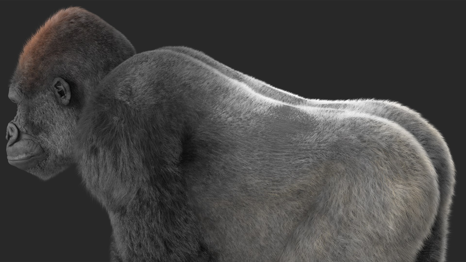 3D Gorilla Western Lowland Walking Pose Fur https://p.turbosquid.com/ts-thumb/LX/rI4Cn9/mE/gorillawesternlowlandwalkingposefurmb3dmodel014/jpg/1708654051/1920x1080/fit_q87/20a4af62c5930984e4c3488f51c5b52a38b9ac65/gorillawesternlowlandwalkingposefurmb3dmodel014.jpg