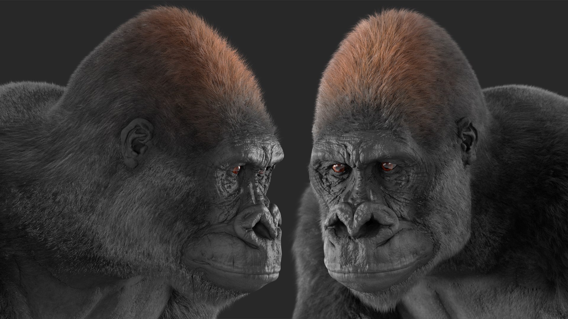 3D Gorilla Western Lowland Walking Pose Fur https://p.turbosquid.com/ts-thumb/LX/rI4Cn9/pH/gorillawesternlowlandwalkingposefurmb3dmodel018/jpg/1708654071/1920x1080/fit_q87/d82d2cc5f4213963ce617f51bd7e92a9763c8b56/gorillawesternlowlandwalkingposefurmb3dmodel018.jpg