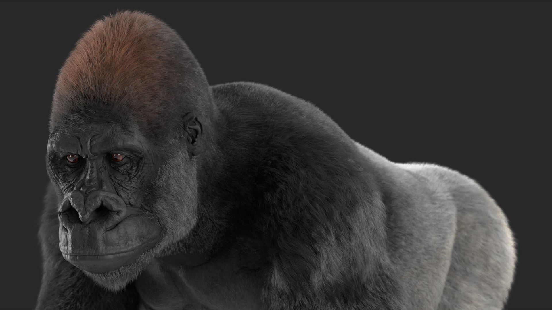 3D Gorilla Western Lowland Walking Pose Fur https://p.turbosquid.com/ts-thumb/LX/rI4Cn9/wm/gorillawesternlowlandwalkingposefurmb3dmodel013/jpg/1708654047/1920x1080/fit_q87/78d8e6ee694d2c64b157c5b419fad23e0e17666b/gorillawesternlowlandwalkingposefurmb3dmodel013.jpg