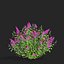 Buddleja davidii bushes 2